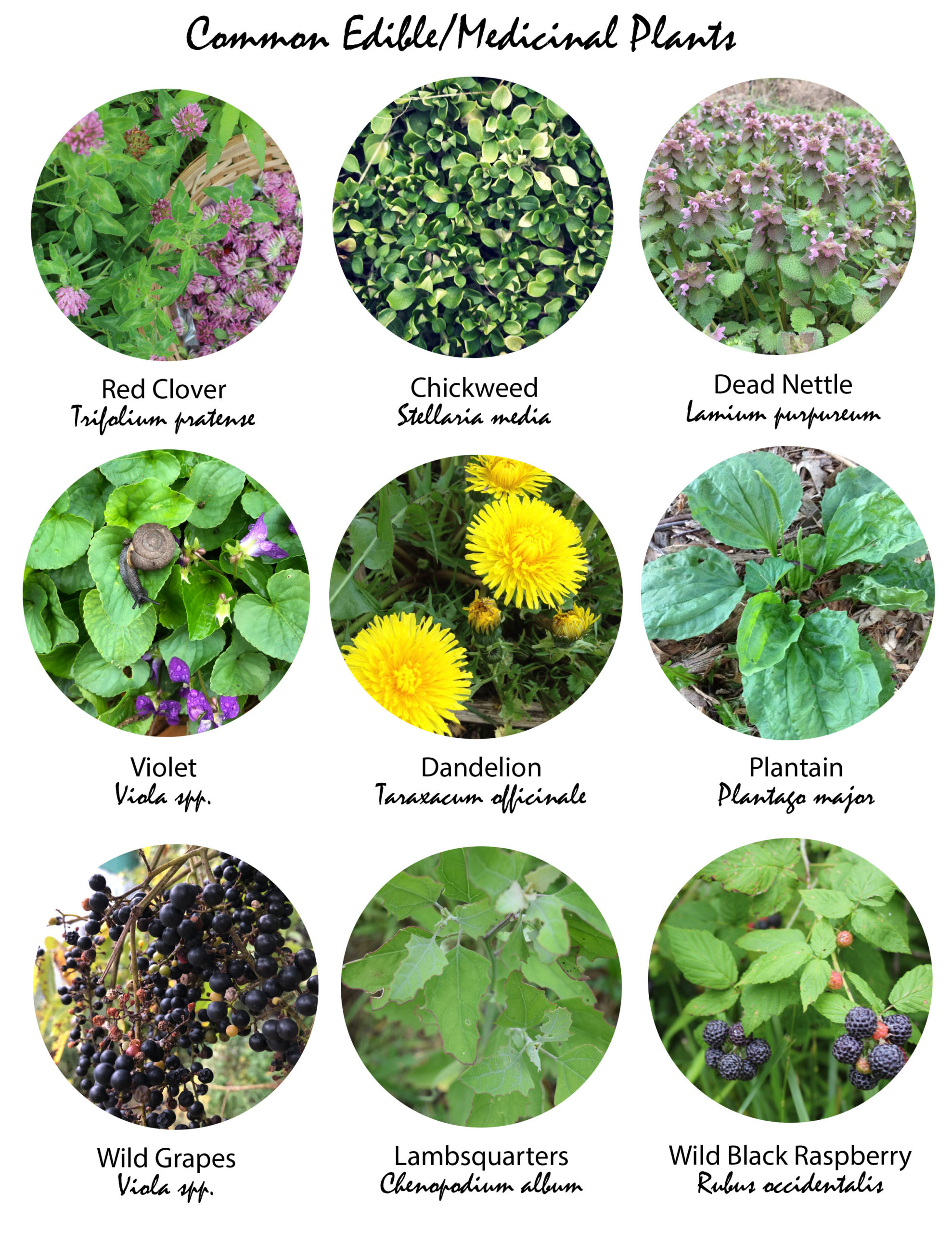 common edible plants